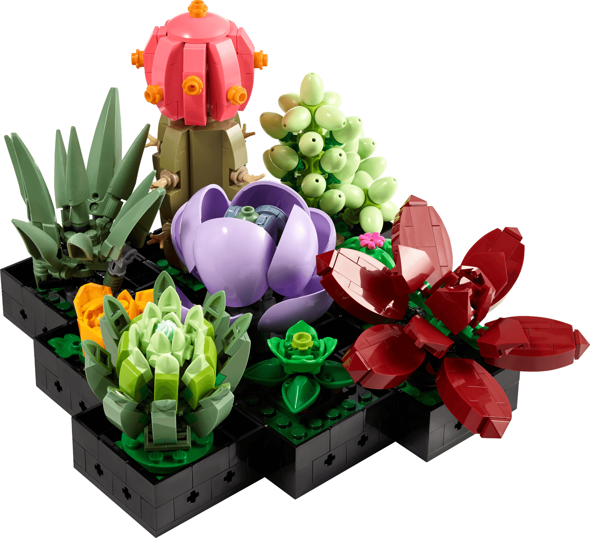 Succulents collectible