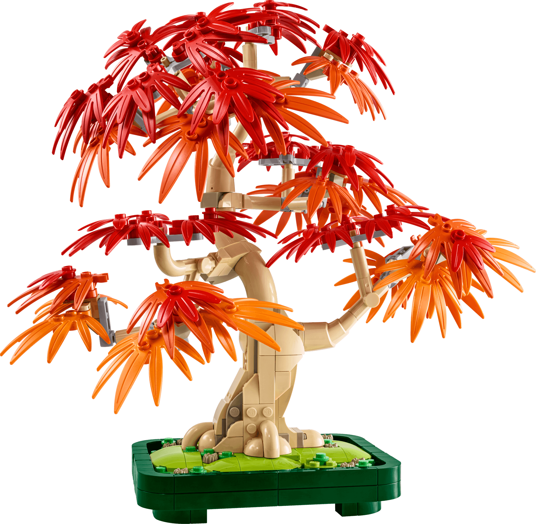 Japanese Red Maple Bonsai Tree collectible