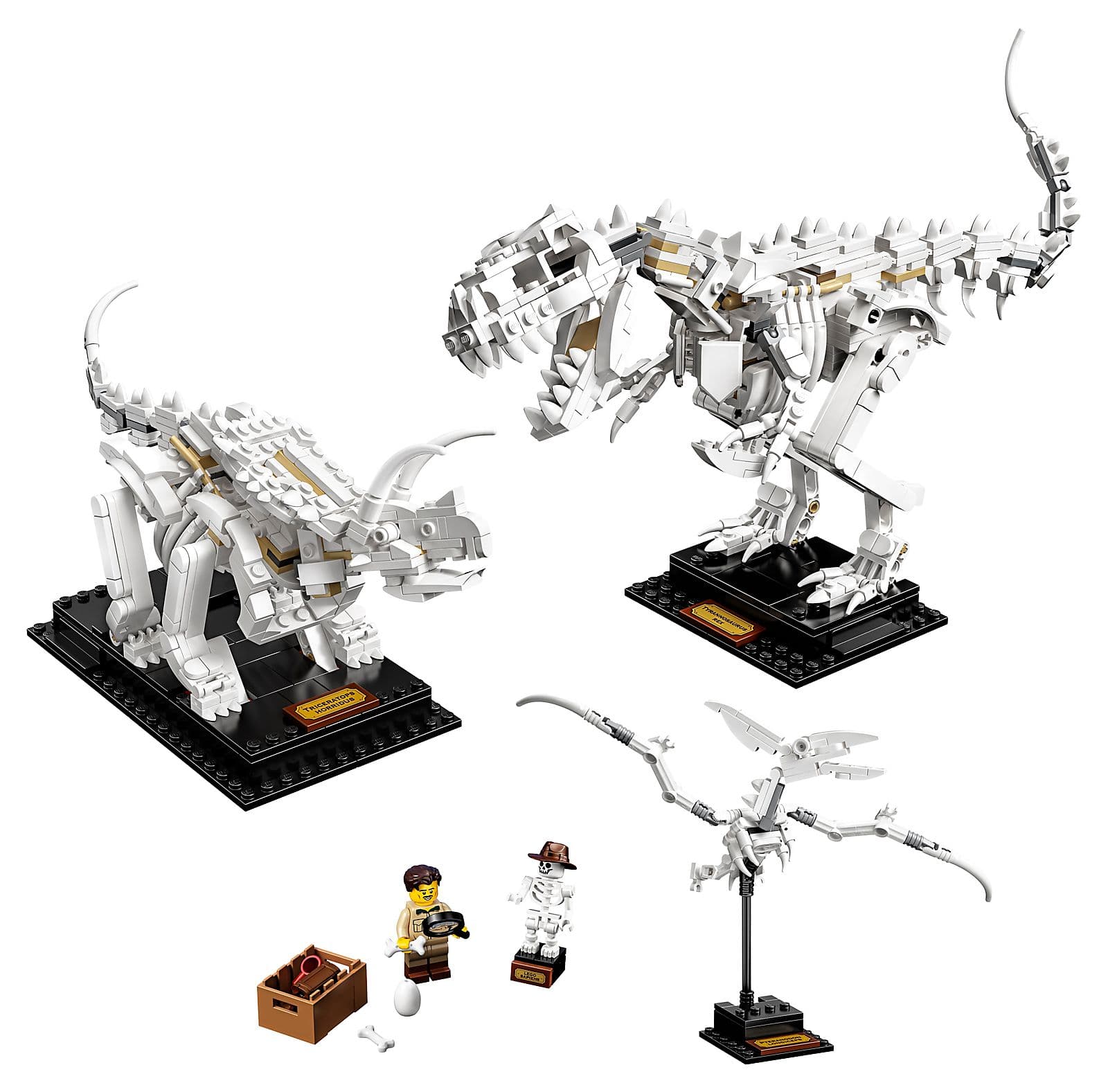 Dinosaur Fossils collectible